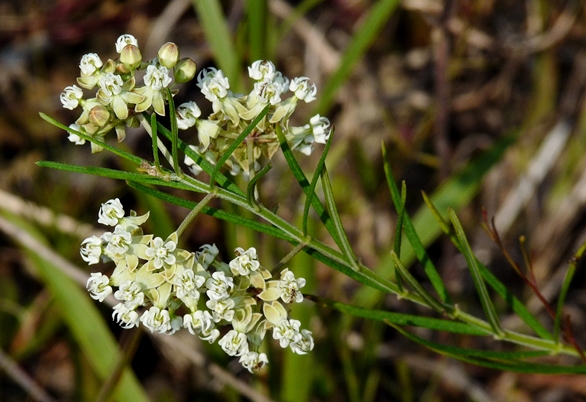 {Asclepias verticillata}